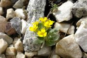 Alyssum pirinense